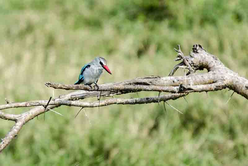 Woodland Kingfisher - parque nacional Queen Elizabeth - Uganda 1.jpg